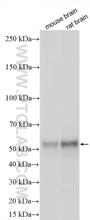 WB analysis using 17962-1-AP Western Blot (WB) analysis of various lysates using OPCML Polyclonal antibody (17962-1-AP)