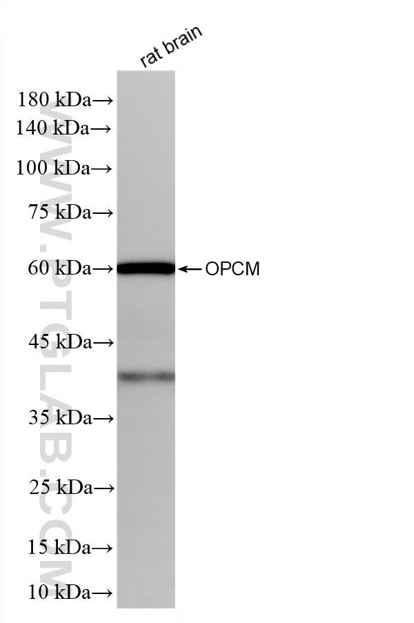 WB analysis of rat brain using 87815-1-RR Western Blot (WB) analysis of rat brain tissue using OPCML Recombinant monoclonal antibody (87815-1-RR)