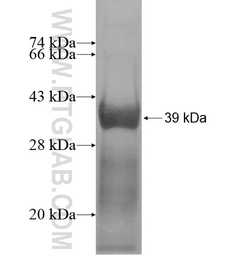 OPHN1 fusion protein Ag11488 SDS-PAGE