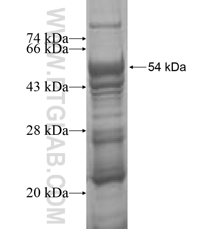 OPHN1 fusion protein Ag1224 SDS-PAGE