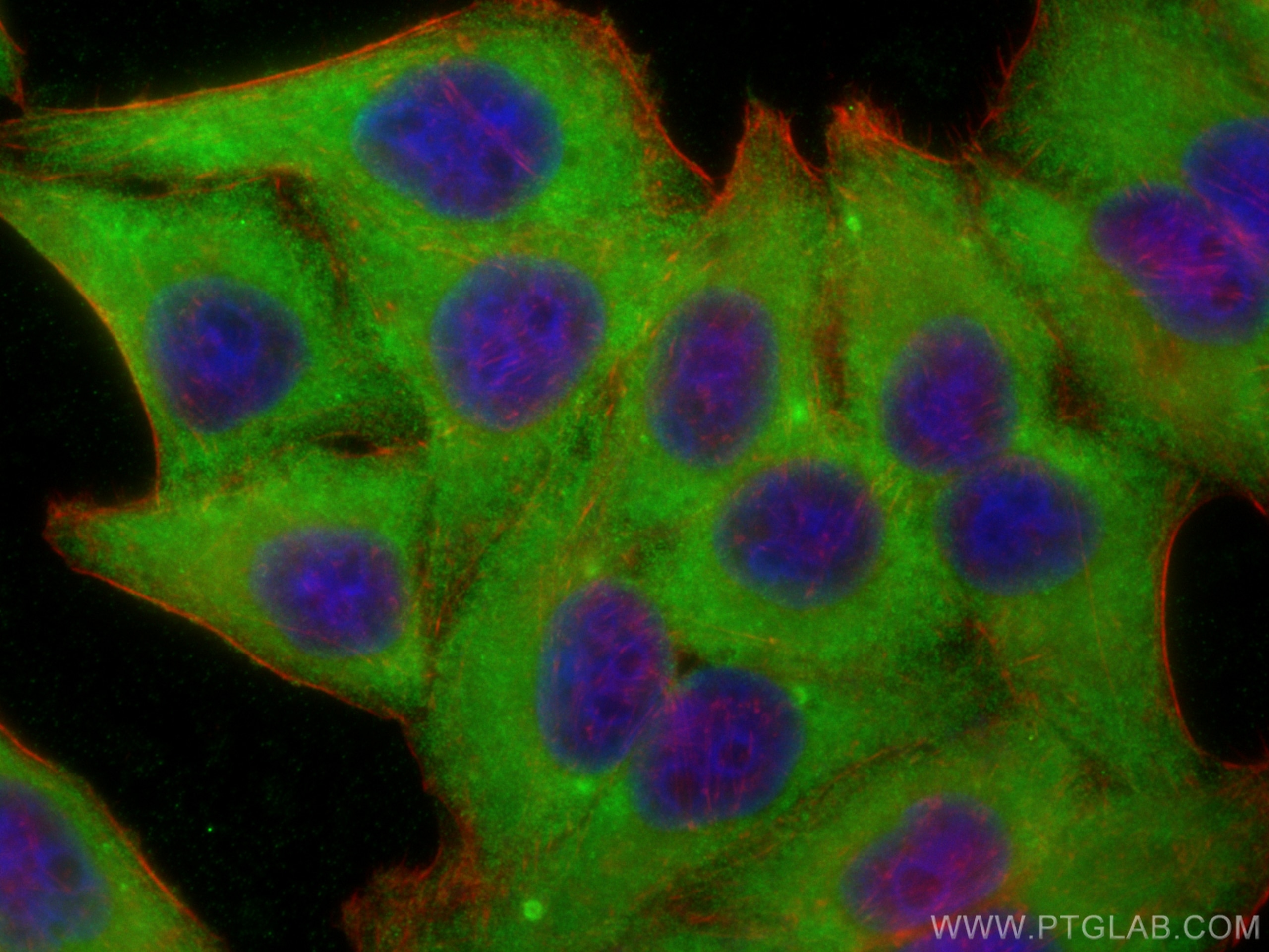 Immunofluorescence (IF) / fluorescent staining of HepG2 cells using Osteopontin Polyclonal antibody (22952-1-AP)