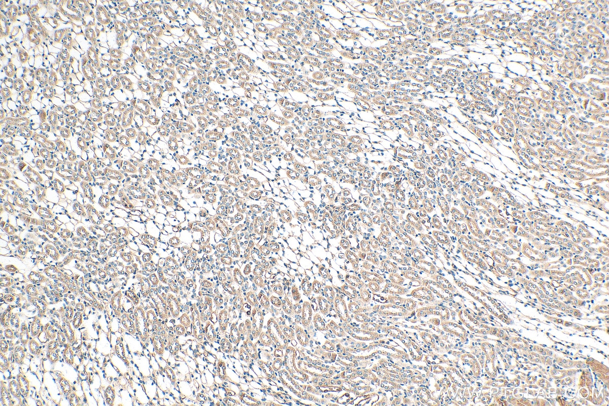 Immunohistochemistry (IHC) staining of mouse kidney tissue using Osteopontin Polyclonal antibody (22952-1-AP)