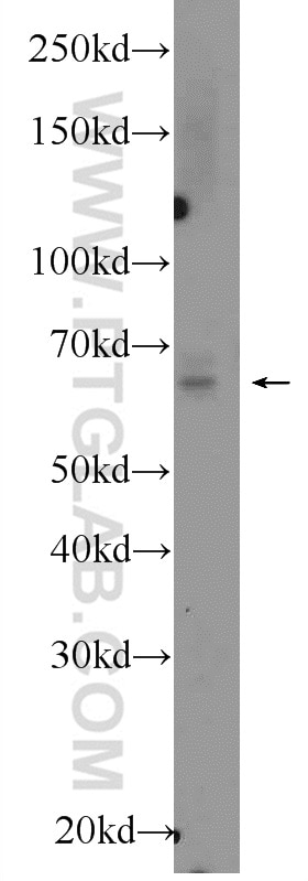 Western Blot (WB) analysis of HepG2 cells using Osteopontin Polyclonal antibody (22952-1-AP)
