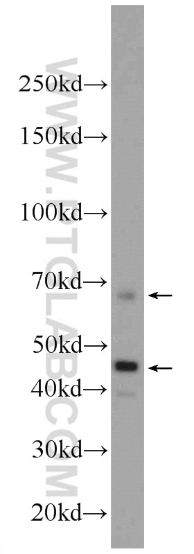 Western Blot (WB) analysis of HEK-293 cells using Osteopontin Polyclonal antibody (22952-1-AP)