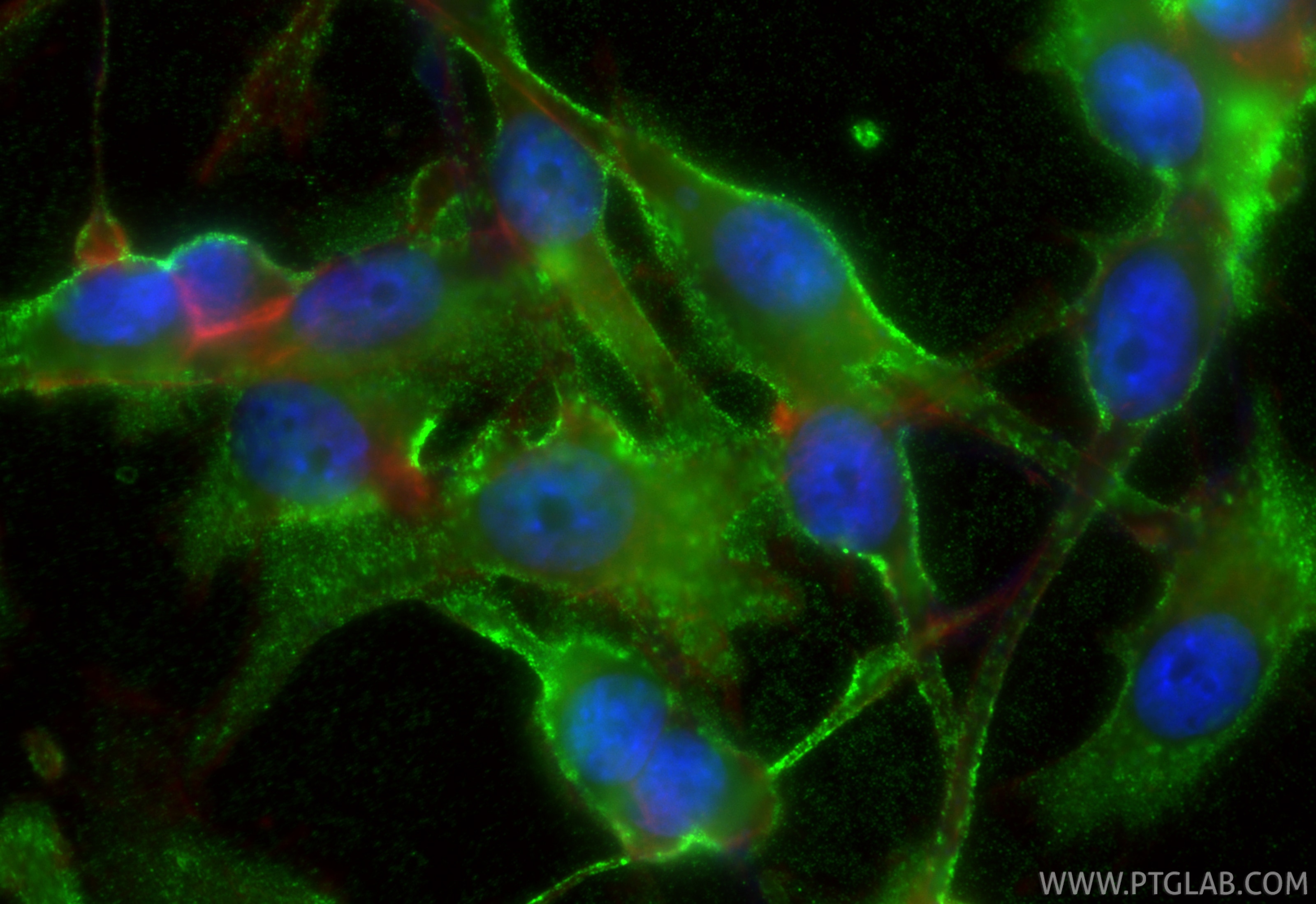 Immunofluorescence (IF) / fluorescent staining of U-87 MG cells using Osteopontin Recombinant monoclonal antibody (83341-1-RR)