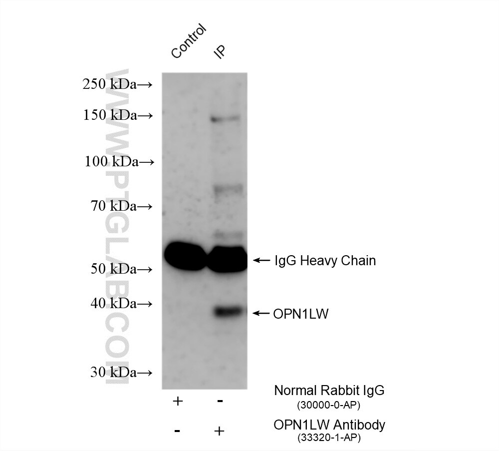 IP experiment of mouse retina using 33320-1-AP (same clone as 33320-1-PBS) Immunoprecipitation (IP) experiment of mouse retina tissue using OPN1LW Polyclonal antibody (33320-1-AP)