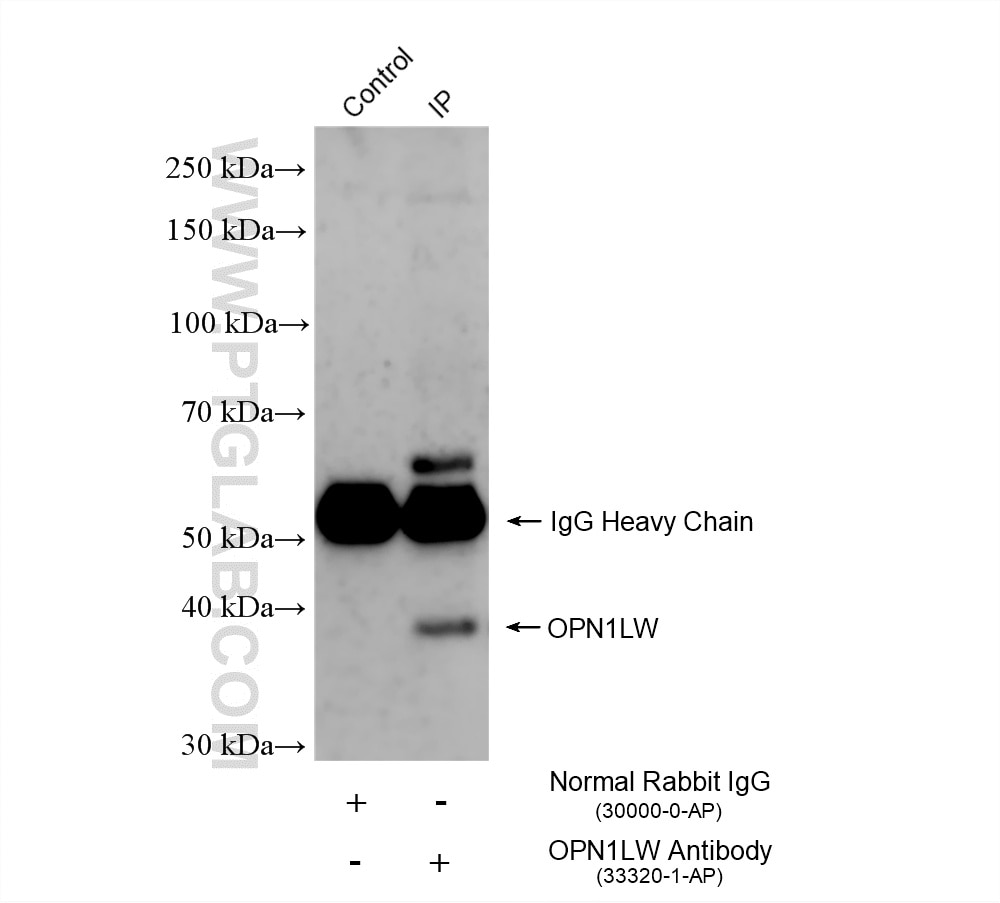 IP experiment of rat retina using 33320-1-AP (same clone as 33320-1-PBS) Immunoprecipitation (IP) experiment of rat retina tissue using OPN1LW Polyclonal antibody (33320-1-AP)