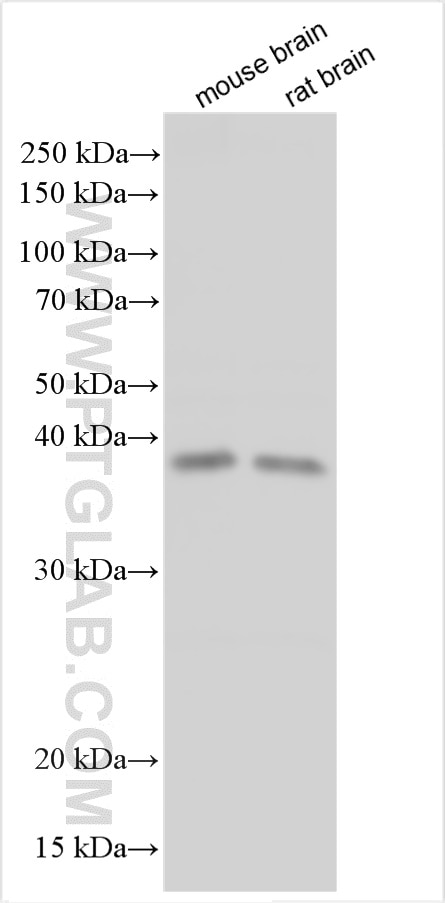 Western Blot (WB) analysis of mouse brain tissue using OPN1MW Polyclonal antibody (30975-1-AP)