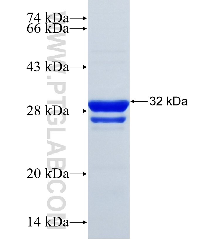 OPN1MW fusion protein Ag34169 SDS-PAGE
