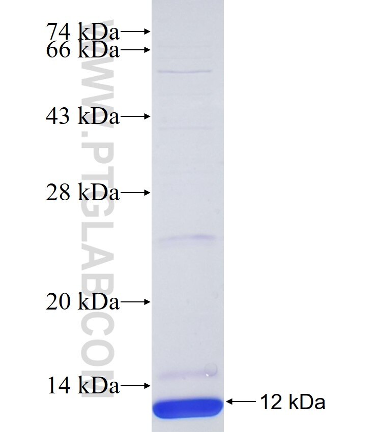 OPN1MW fusion protein Ag34183 SDS-PAGE OPN1MW fusion protein Ag34183 SDS-PAGE