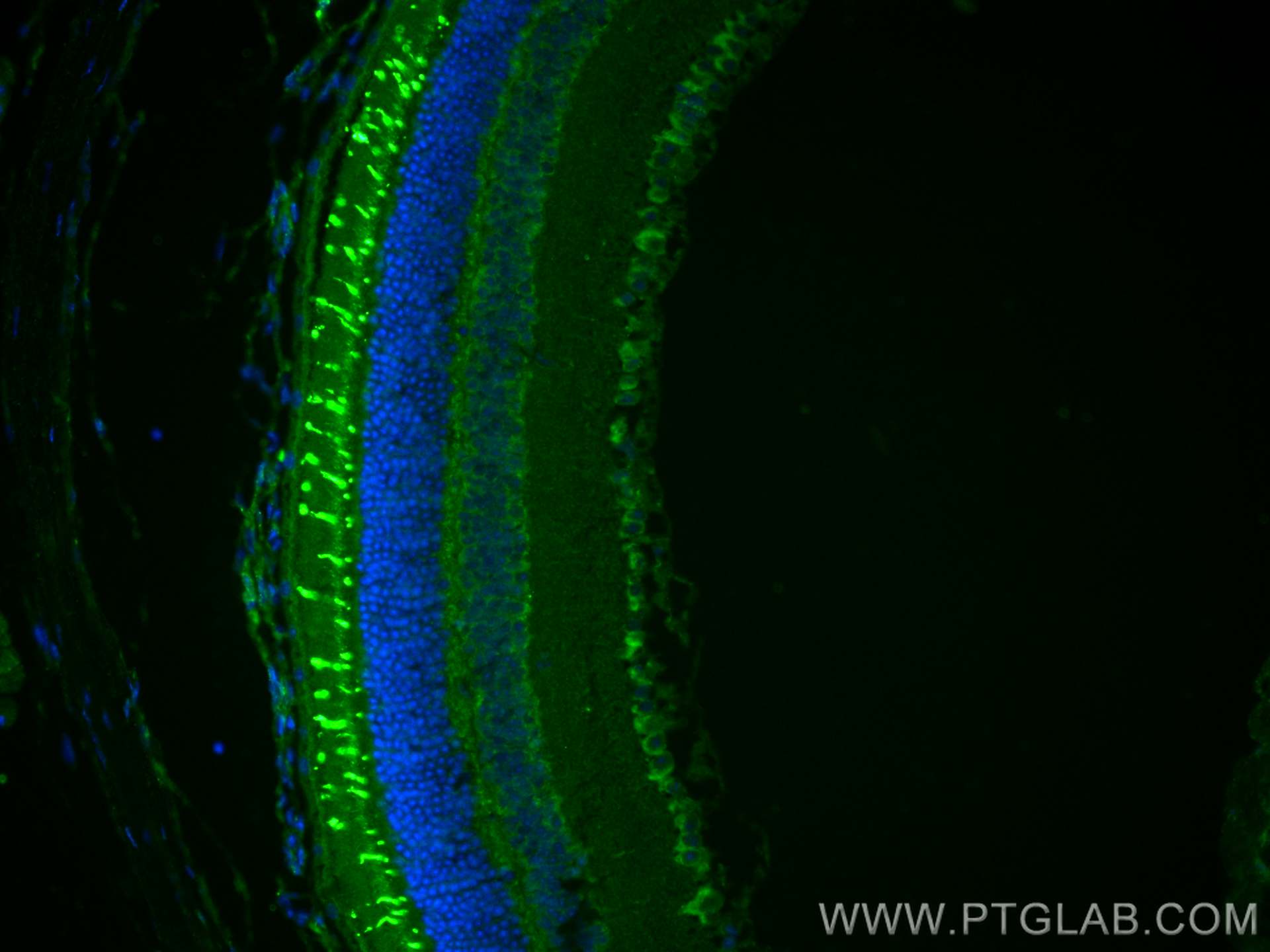 Immunofluorescence (IF) / fluorescent staining of mouse eye tissue using OPN1SW Polyclonal antibody (24660-1-AP)