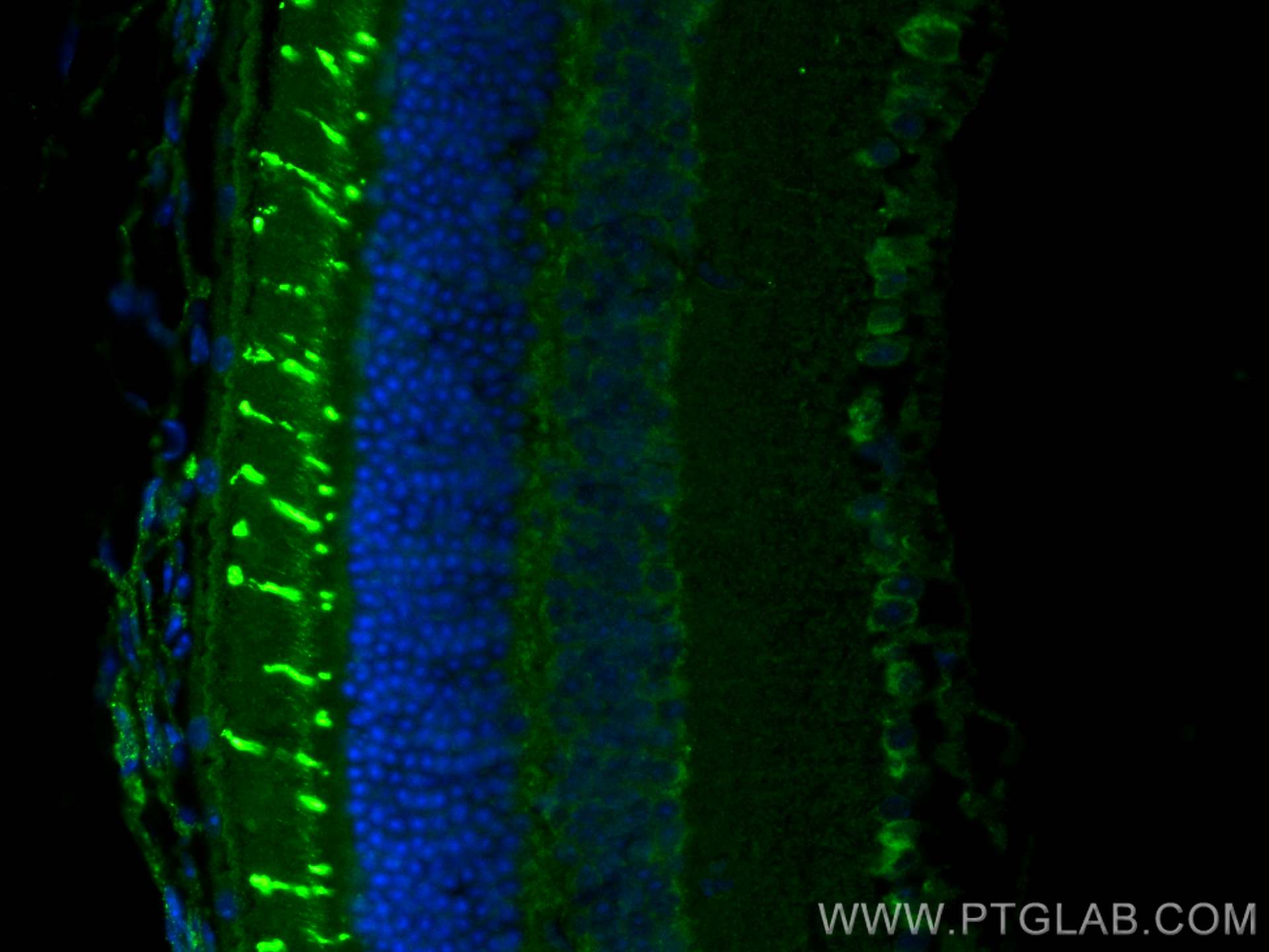 Immunofluorescence (IF) / fluorescent staining of mouse eye tissue using OPN1SW Polyclonal antibody (24660-1-AP)