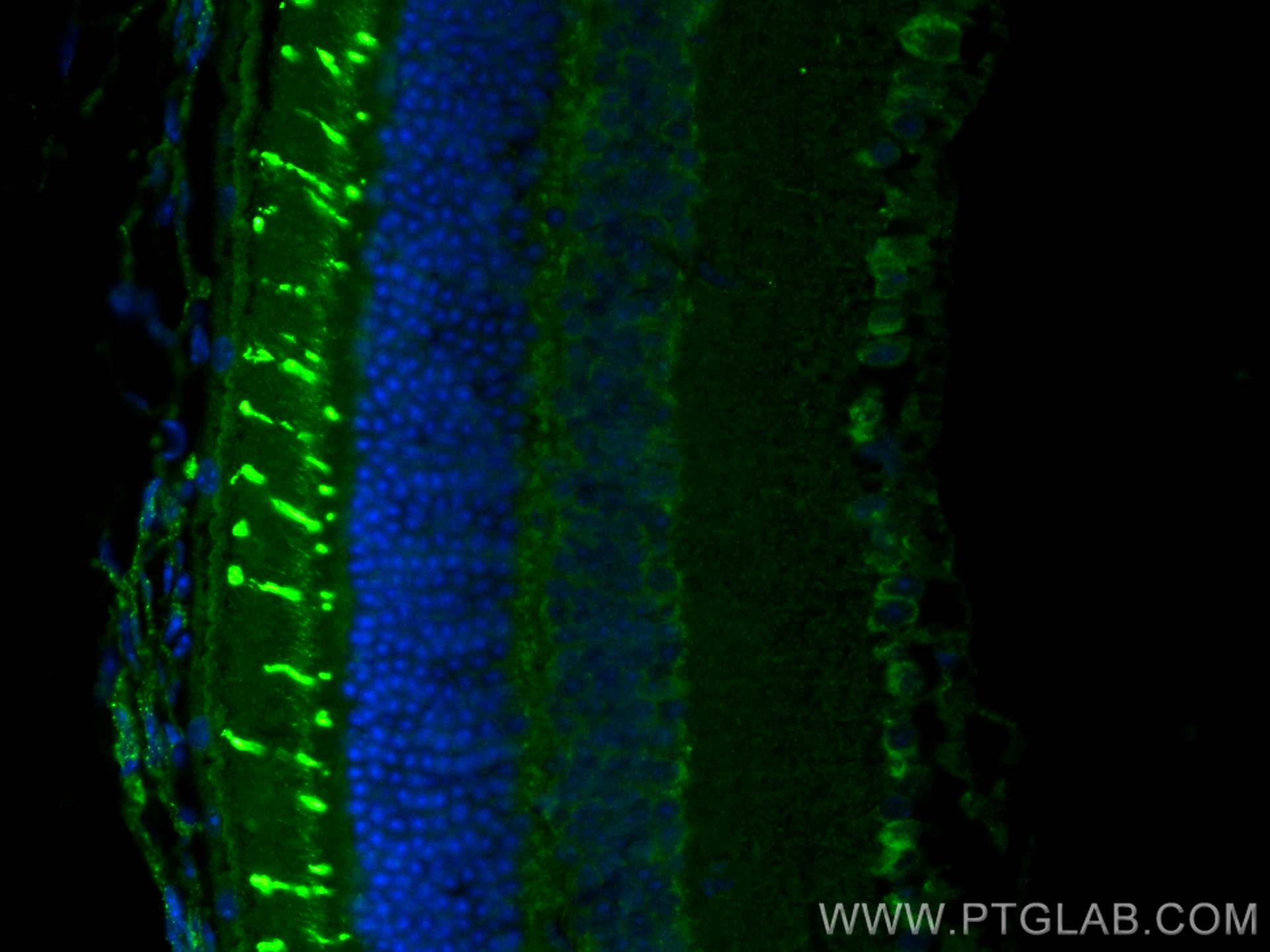 Immunofluorescence (IF) / fluorescent staining of mouse eye tissue using OPN1SW Polyclonal antibody (24660-1-AP)