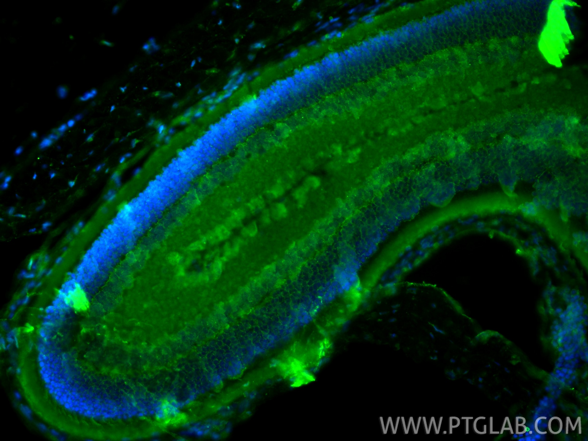 Immunofluorescence (IF) / fluorescent staining of rat eye tissue using OPN1SW Polyclonal antibody (24660-1-AP)