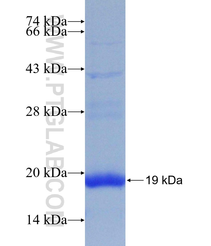 OPN1SW fusion protein Ag20387 SDS-PAGE