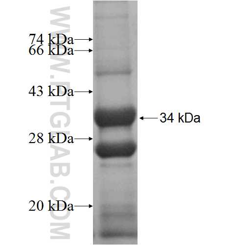 OPN3 fusion protein Ag5075 SDS-PAGE