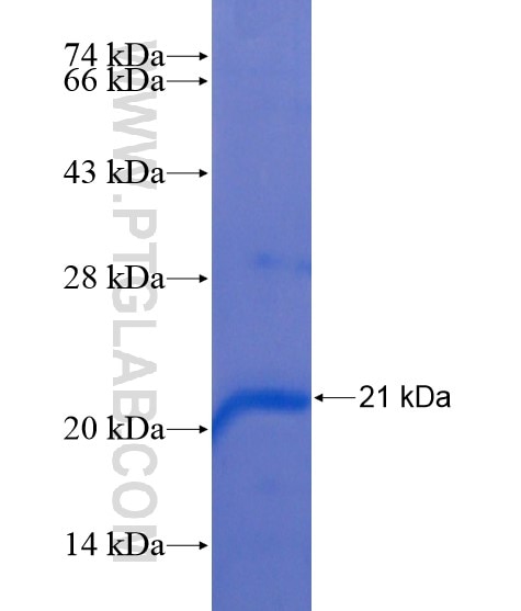 OPN4 fusion protein Ag21622 SDS-PAGE