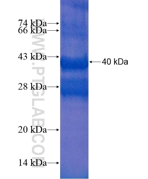 OPN4 fusion protein Ag21643 SDS-PAGE