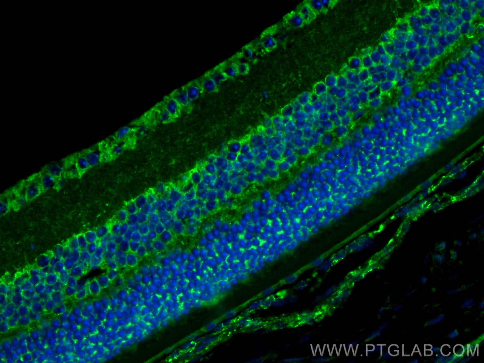 Immunofluorescence (IF) / fluorescent staining of mouse eye tissue using OPN5 Polyclonal antibody (25251-1-AP)