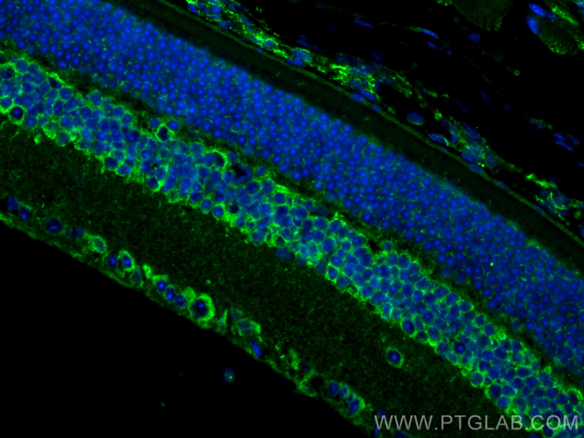Immunofluorescence (IF) / fluorescent staining of mouse eye tissue using OPN5 Polyclonal antibody (25251-1-AP)