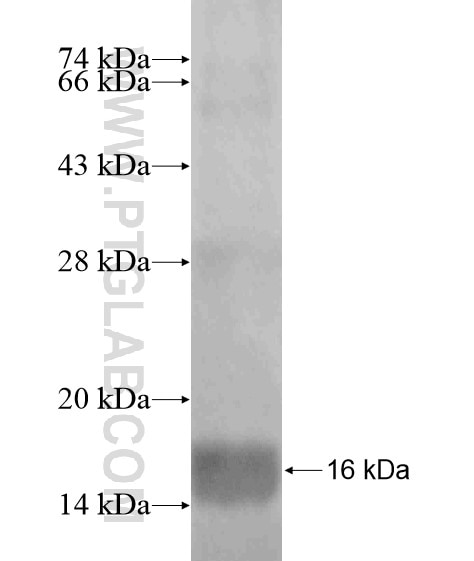 OPN5 fusion protein Ag19384 SDS-PAGE