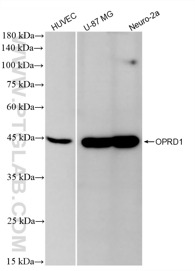 Western Blot (WB) analysis of various lysates using OPRD1 Recombinant monoclonal antibody (87435-1-RR)
