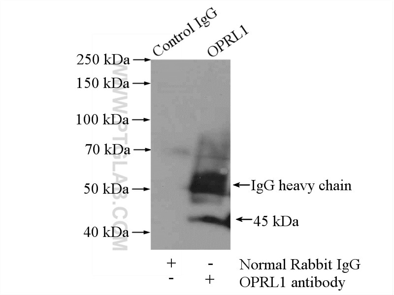 Immunoprecipitation (IP) experiment of SH-SY5Y cells using OPRL1 Polyclonal antibody (12970-1-AP)