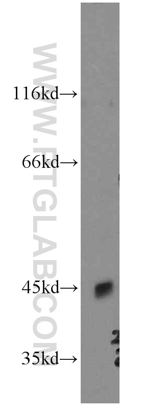 Western Blot (WB) analysis of HeLa cells using OPRL1 Polyclonal antibody (12970-1-AP)