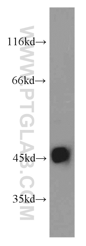 Western Blot (WB) analysis of SH-SY5Y cells using OPRL1 Polyclonal antibody (12970-1-AP)