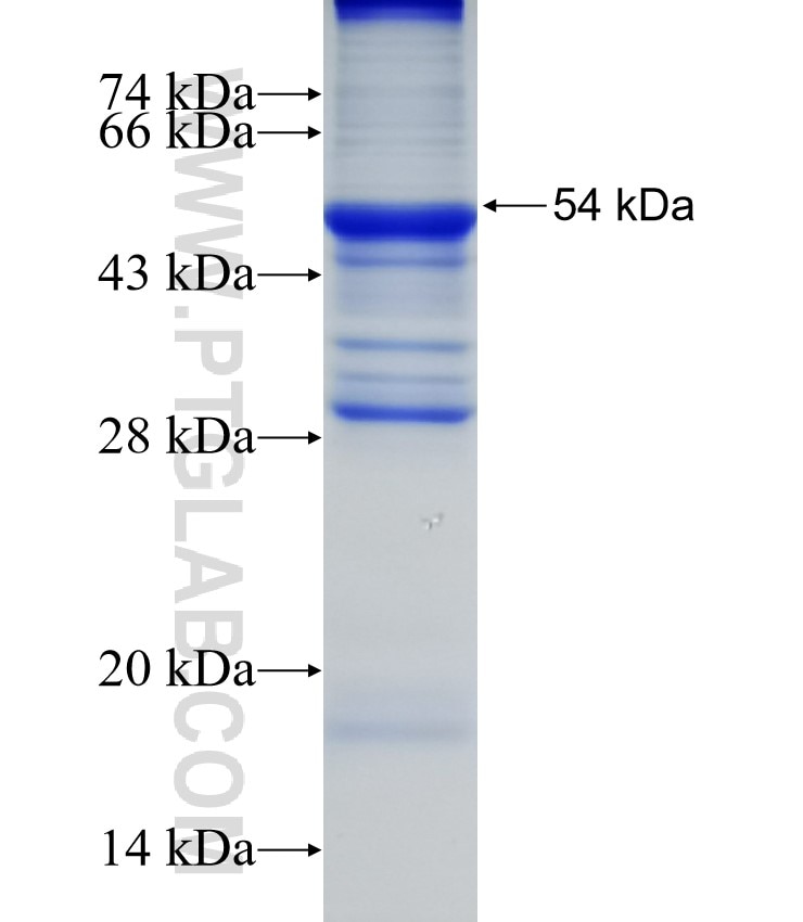 OPRL1 fusion protein Ag4079 SDS-PAGE