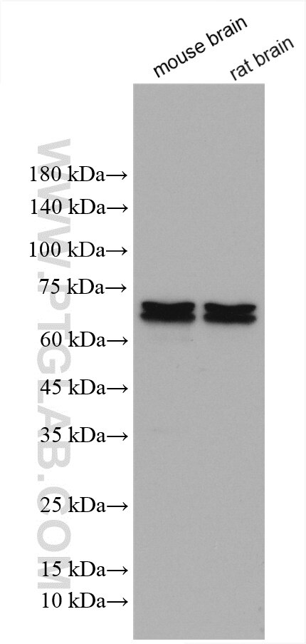 Western Blot (WB) analysis of various lysates using OPRM1 Polyclonal antibody (27625-1-AP)