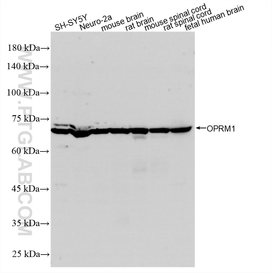 WB analysis using 83120-6-RR Western Blot (WB) analysis of various lysates using OPRM1 Recombinant monoclonal antibody (83120-6-RR)
