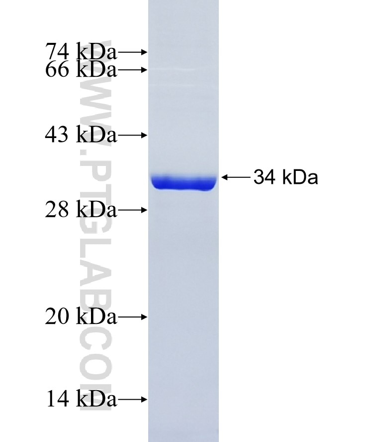 OPRM1 fusion protein Ag24806 SDS-PAGE