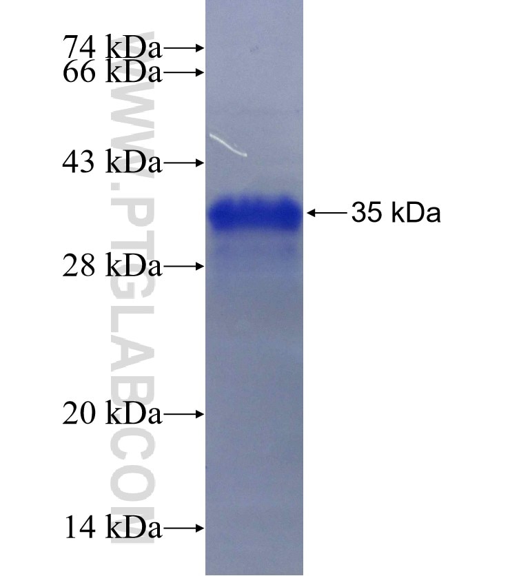 OPRM1 fusion protein Ag30275 SDS-PAGE