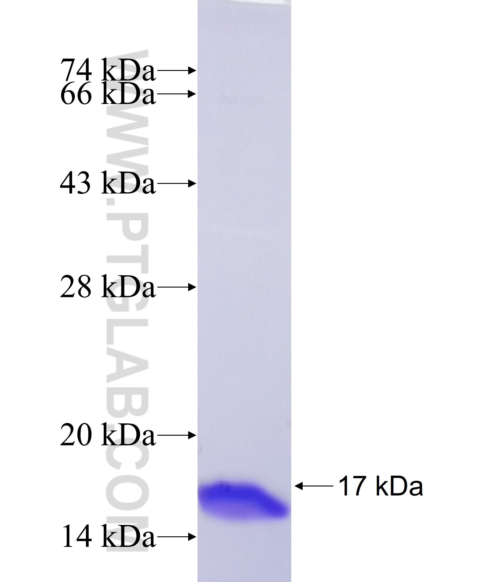 OPRM1 fusion protein Ag37153 SDS-PAGE OPRM1 fusion protein Ag37153 SDS-PAGE