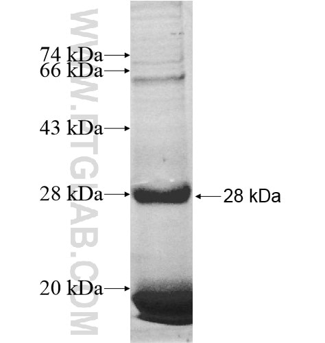 OPRM1 fusion protein Ag13047 SDS-PAGE