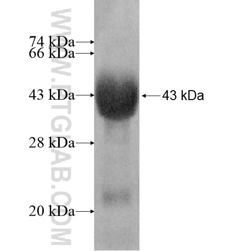 OPTC fusion protein Ag12257 SDS-PAGE