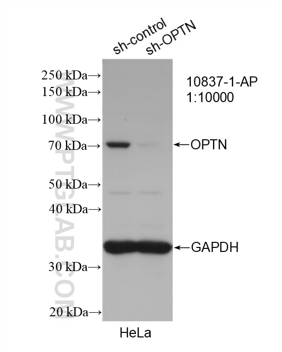Western Blot (WB) analysis of HeLa cells using OPTN Polyclonal antibody (10837-1-AP)