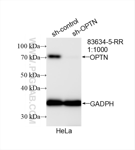 Western Blot (WB) analysis of HeLa cells using OPTN/Optineurin Recombinant antibody (83634-5-RR)