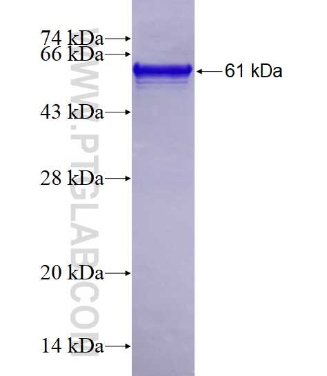 OPTN fusion protein Ag1272 SDS-PAGE