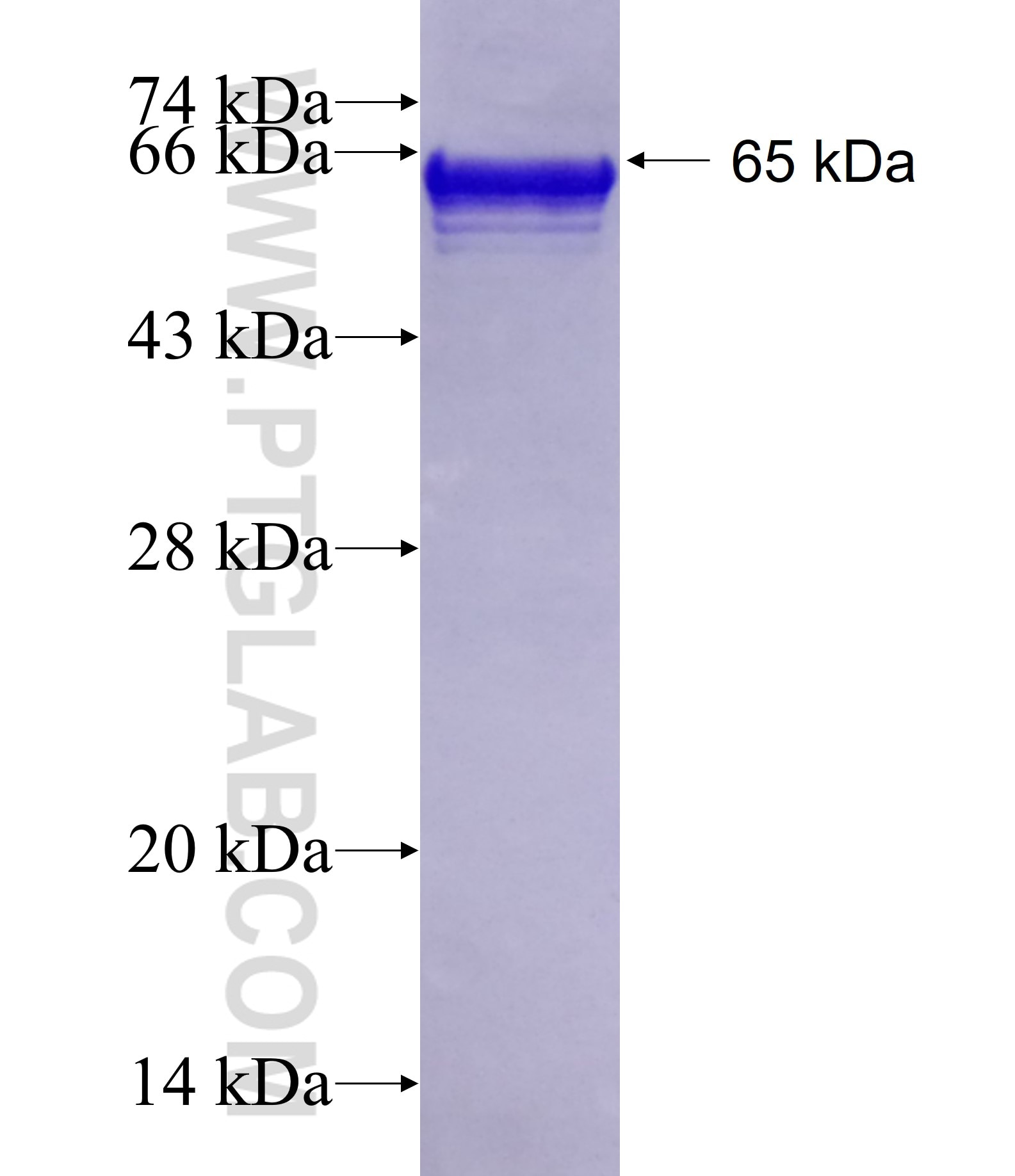 OPTN fusion protein Ag1272 SDS-PAGE