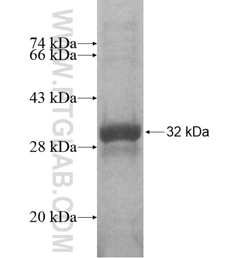 OR10A5 fusion protein Ag14922 SDS-PAGE