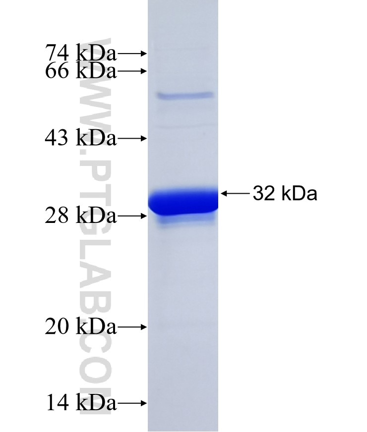 OR10A5 fusion protein Ag14922 SDS-PAGE