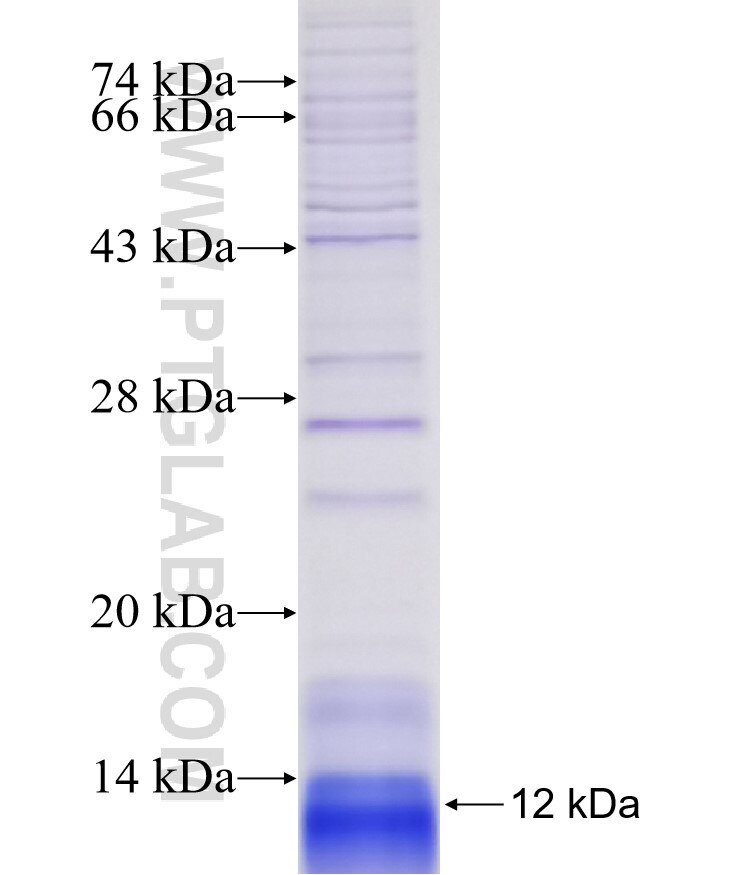 OR10H2 fusion protein Ag14988 SDS-PAGE