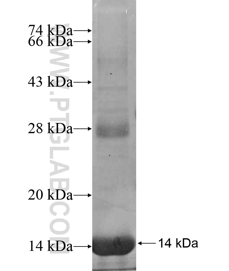 OR13A1 fusion protein Ag13704 SDS-PAGE