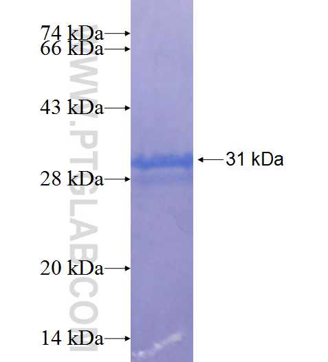 OR2H1 fusion protein Ag25268 SDS-PAGE