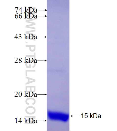 OR2L2 fusion protein Ag26372 SDS-PAGE