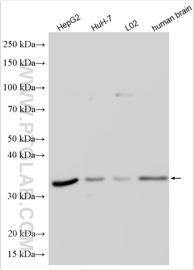 Western Blot (WB) analysis of various lysates using OR4K17 Polyclonal antibody (19750-1-AP)