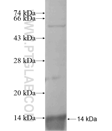 OR51E1 fusion protein Ag19475 SDS-PAGE