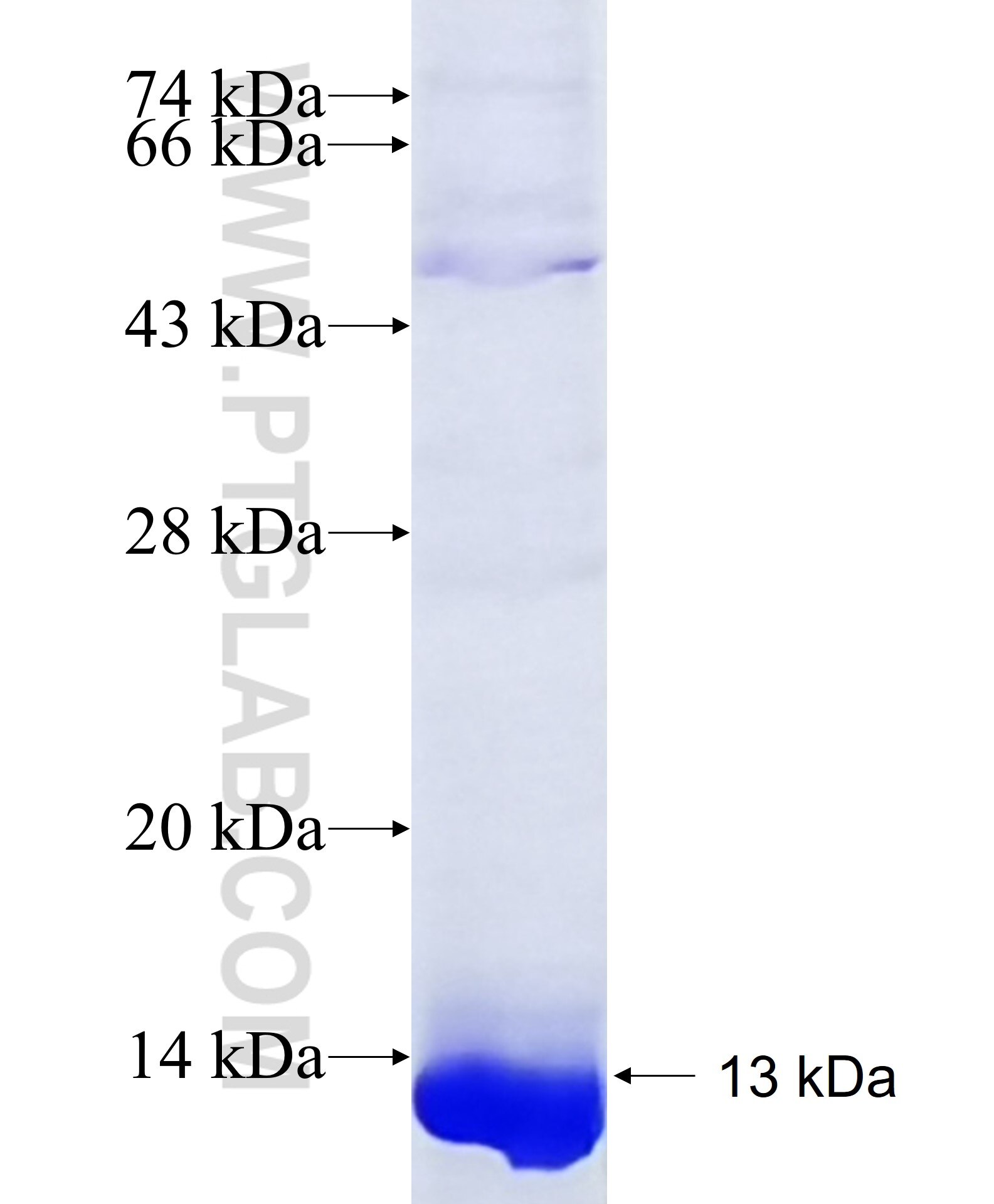 OR51E1 fusion protein Ag19475 SDS-PAGE OR51E1 fusion protein Ag19475 SDS-PAGE